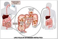 Entamoeba histolytica: Tác nhân ký sinh trùng gây tử vong đứng thứ 2 trên thế giới? (Phần 5-Hết)