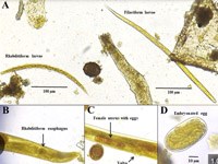 Phần 1. Cập nhật Hướng dẫn Tổ chức Y tế Thế giới về điều trị dự phòng bệnh giun lươn giảm gánh nặng bệnh tật ảnh hưởng đến sức khỏe cộng đồng (còn nữa)