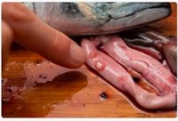 Nhiễm ký sinh trùng Anisakis spp. ở người từ nguồn thực phẩm thủy hải sản chưa được quan tâm: cần mô hình tích hợp y học biển-ký sinh trùng (còn nữa) 