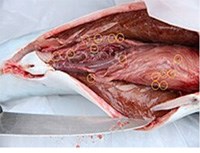 Nhiễm ký sinh trùng Anisakis spp. ở người từ nguồn thực phẩm thủy hải sản chưa được quan tâm: cần mô hình tích hợp y học biển-ký sinh trùng (tiếp theo)