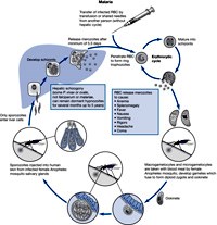 So sánh tính nhạy kháng với thuốc sốt rét của hai loài Plasmodium malariae  và Plasmodium falciparum ở Mali (còn nữa)