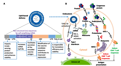 Kỷ nguyên công nghệ vaccine mRNA và phòng chống bệnh ký sinh trùng trong tương lai (Phần 2-Tiếp theo)
