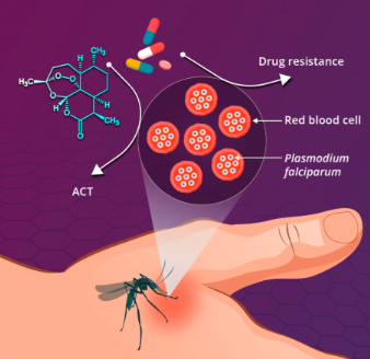 Thăm dò và tìm kiếm một số đích thuốc sốt rét mới trong tương lai (Probing and Looking for new antimalarial drug targets in future) (Phần 1)