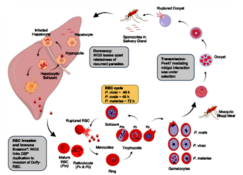 Đánh giá hệ thống và phân tích tổng hợp tỷ lệ mắc và tử vong toàn cầu của sốt rét ác tính do Plasmodium malariae (còn nữa)