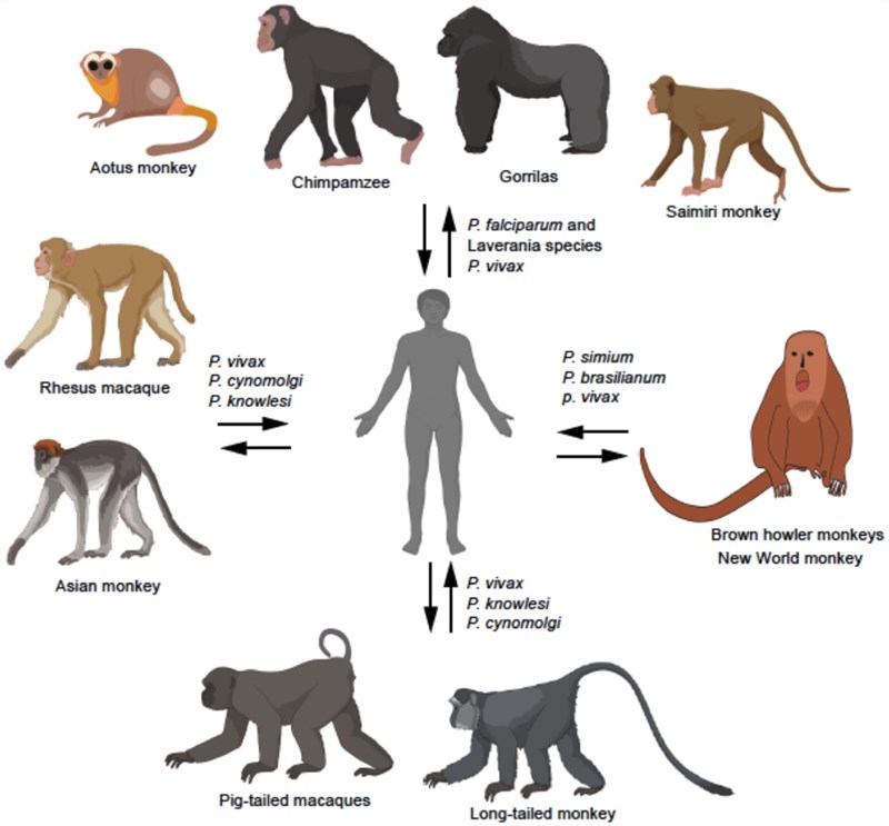 Plasmodium cynomolgi - Thận trọng với sự gia tăng loài ký sinh trùng sốt rét lây truyền từ khỉ sang người (Phần 1)