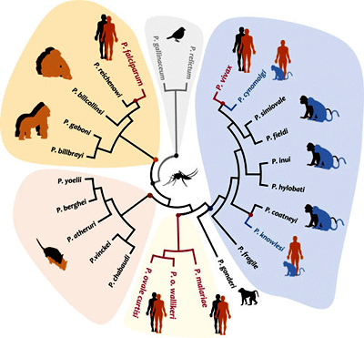 Plasmodium cynomolgi - Thận trọng với sự gia tăng loài ký sinh trùng sốt rét lây truyền từ khỉ sang người (Phần 2)