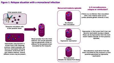 Nhân một trường hợp tái xuất hiện Plasmodium malariae sau điều trị: tái phát gần hay tái nhiễm?