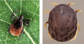 Cập nhật thông tin về đường lan truyền và gánh nặng của một số bệnh do ngoại ký sinh trên thế giới (tiếp theo)