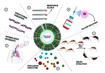 Đánh giá hệ thống và phân tích tổng hợp tỷ lệ mắc và tử vong toàn cầu của sốt rét ác tính do Plasmodium malariae (tiếp theo và hết)