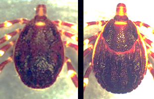 Cập nhật thông tin về đường lan truyền và gánh nặng của một số bệnh do ngoại ký sinh trên thế giới (tiếp theo)