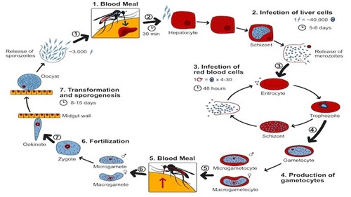 Xác định cấu trúc & đa dạng di truyền quần thể Plasmodium malariae tại khu vực cận sa mạc sahara, châu phi từ biến thể microsatellite và đa hình đơn nucleotide liên kết trong các gen kháng thuốc sốt rét tương đồng (Phần 1)