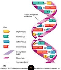 Một số xét nghiệm sinh học phân tử trong nghiên cứu một số bệnh truyền nhiễm ở người (còn nữa)