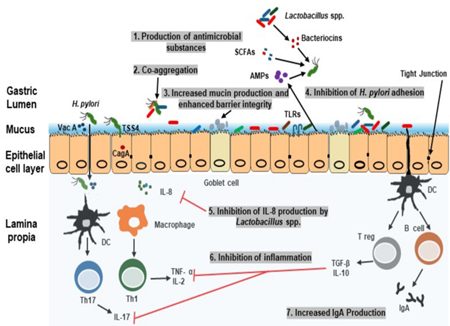 Vai trò Lactobacillus reuteri (Pylopass™) trong viêm dạ dày có nhiễm vi khuẩn H. pylori