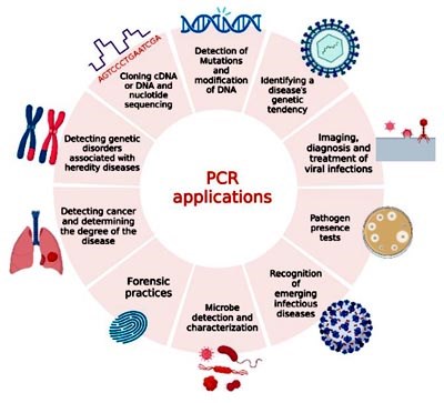 Một số xét nghiệm sinh học phân tử trong nghiên cứu một số bệnh truyền nhiễm ở người (tiếp theo)