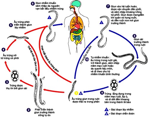 Đồng nhiễm giun lươn trên bệnh nhân suy giảm miễn dich hay có bệnh lý nền: nguy cơ tử vong rất cao (Phần 3)