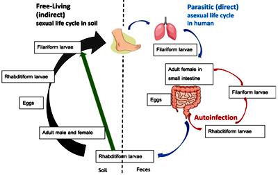 Đồng nhiễm giun lươn trên bệnh nhân suy giảm miễn dich hay có bệnh lý nền: nguy cơ tử vong rất cao (Phần 2)