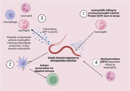 Đồng nhiễm giun lươn trên bệnh nhân suy giảm miễn dich hay có bệnh lý nền: nguy cơ tử vong rất cao (Phần 5)