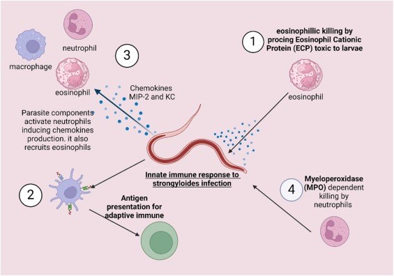 Đồng nhiễm giun lươn trên bệnh nhân suy giảm miễn dich hay có bệnh lý nền: nguy cơ tử vong rất cao (Phần 5)