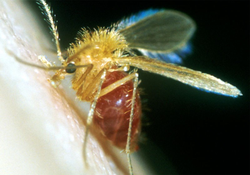 Cập nhật về đặc điểm sinh học, phương thức lan truyền và gánh nặng một số bệnh do véc tơ truyền (Phần 1)