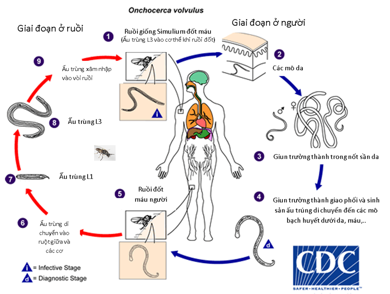Cập nhật về đặc điểm sinh học, phương thức lan truyền và gánh nặng một số bệnh do véc tơ truyền (Phần 2)