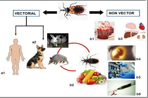 Cập nhật về đặc điểm sinh học, phương thức lan truyền và gánh nặng một số bệnh do véc tơ truyền (Phần 3-Hết)