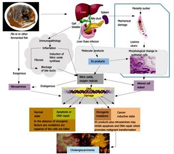 Test chẩn đoán Kephera triển khai nghiên cứu Phase II từ Viện Nghiên cứu Ung thư Quốc gia để chẩn đoán sán lá gan nhỏ có liên quan đến ung thư đường mật