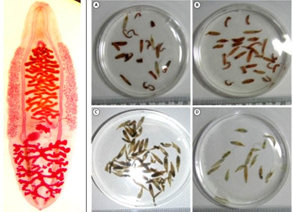 Liệu loài sán lá gan nhỏ Clonorchis sinensis có liên quan đến ung thư biểu mô đường mật ở người? (Phần 1)