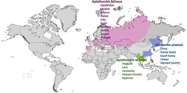 Liệu loài sán lá gan nhỏ Clonorchis sinensis có liên quan đến ung thư biểu mô đường mật ở người? (Phần 2)