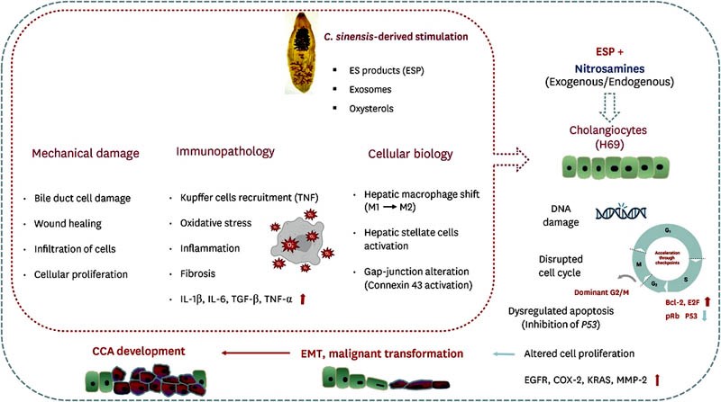 Liệu loài sán lá gan nhỏ Clonorchis sinensis có liên quan đến ung thư biểu mô đường mật ở người? (Phần 4-Hết)