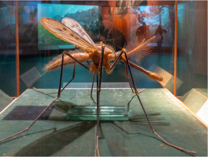 Nhân Ngày Thế giới Phòng chống Sốt rét 2026: Tăng nhận thức về tác hại và các chiến lược phòng chống quan trọng (Phân 4-Hết)