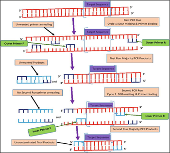 Nhân một trường hợp tái xuất hiện Plasmodium malariae sau điều trị: tái phát gần hay tái nhiễm? (Tiếp theo và Hết)